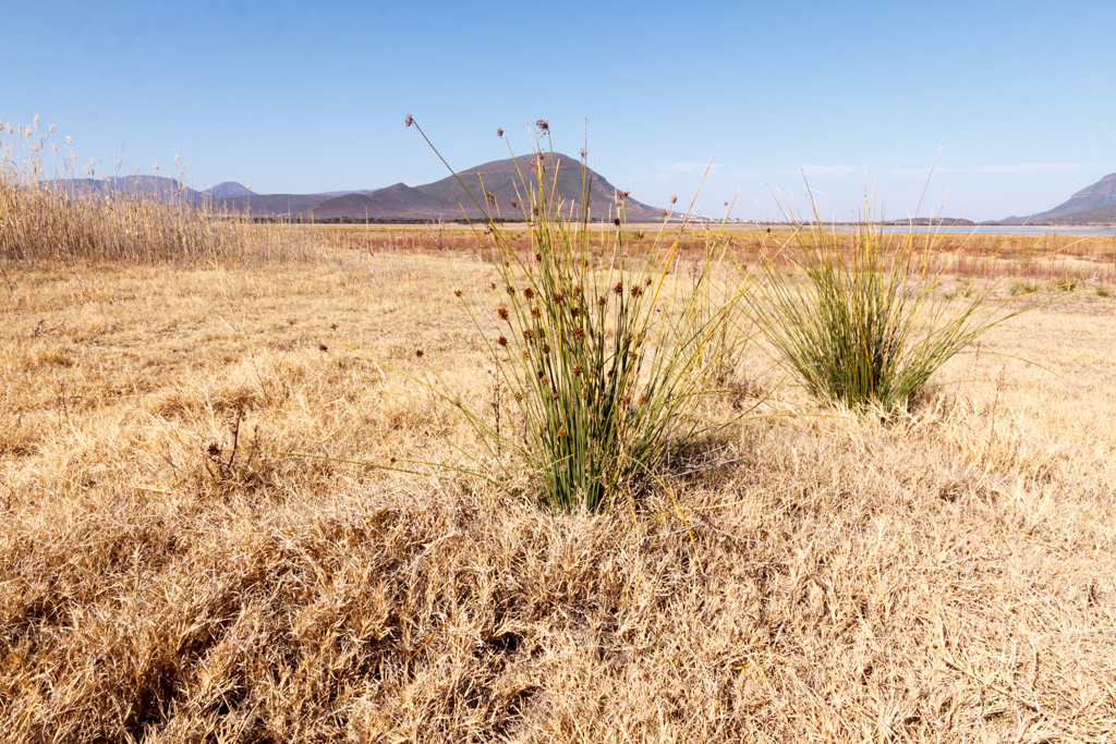 Grass - Graaff-Reinet Landscape
