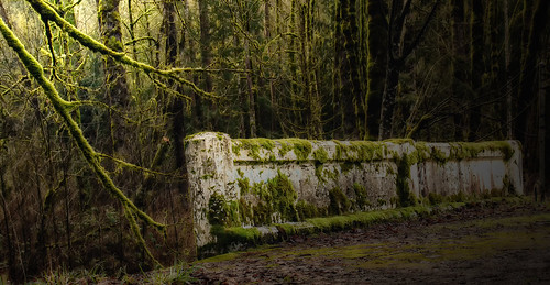 trees abandoned forest moss branches bridges decaying