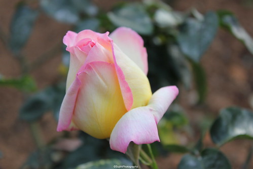 Rose Bud | At Rose Garden In Ooty | Sujith | Flickr