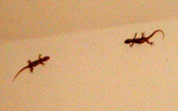 Pair of Indo-Pacific Geckos (Hemidactylus garnotii) on ceiling of Coco's Restaurant,  Papeete, Tahiti