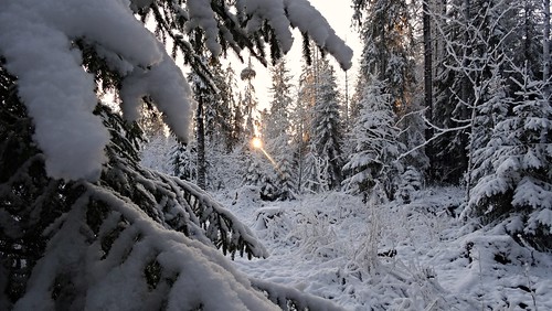 winter forest december talvi metsä joulukuu