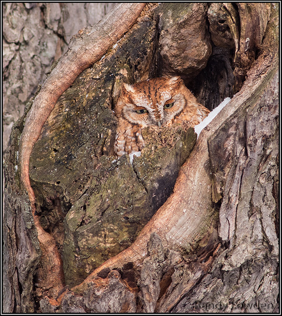 Eastern Screech Owl - red morph