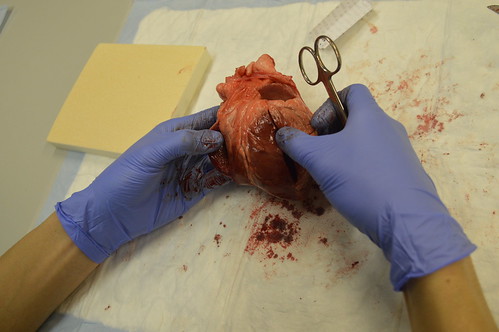 Cardiothoracic Surgery Workshop