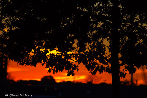 sunset red orange color tree silhouette oak rubra clour qercus