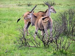 Selous Safari Tour by Let's view Tanzania, Highlights
☻ Stay on the edge of the Rufiji River in the permanent tented lodge
☻ Go on the lookout