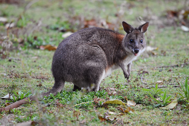 red-necked pademelon