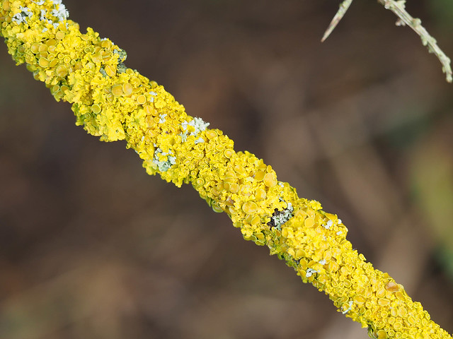 Lichen covered branch.