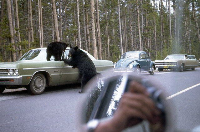Bears and cars in Yellowstone National Park, Wyoming, U.S.A. June 1971 (photo No.2 of 2)