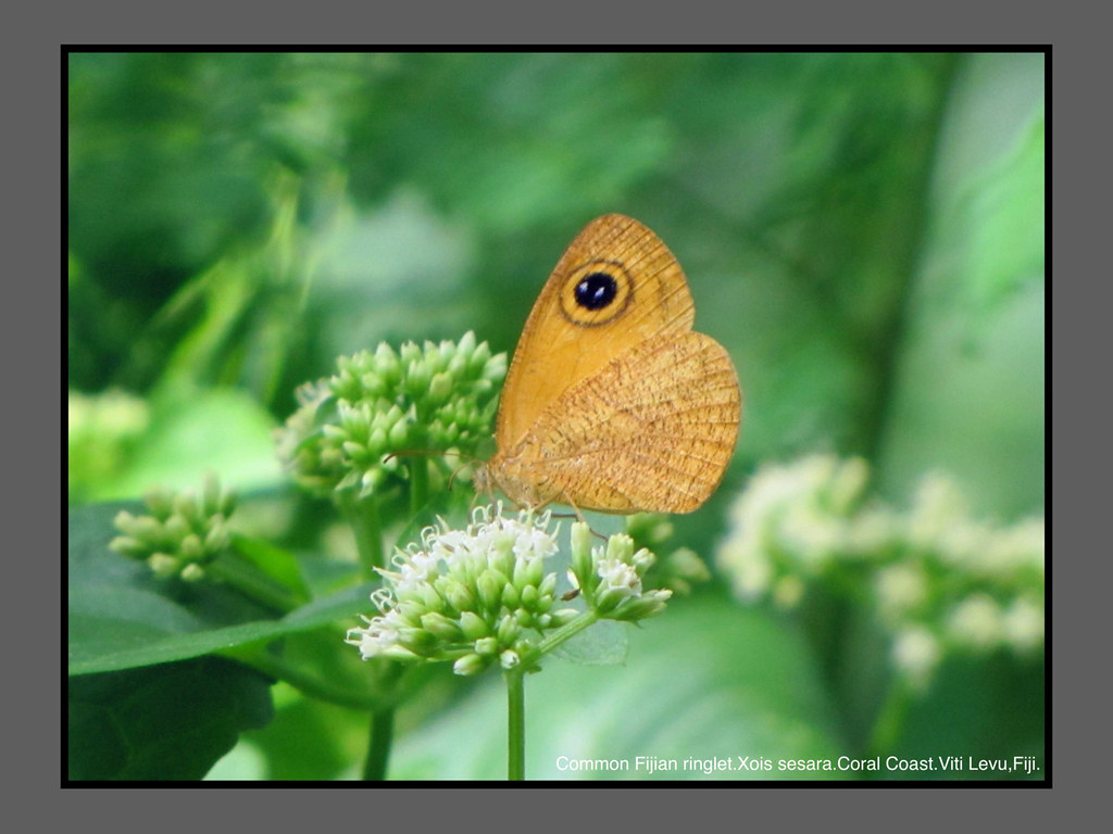 ButterfliesFiji Douglas Dew Flickr