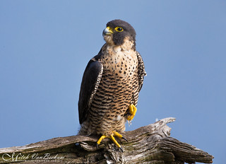 Female Peregrine Falcon (Explored) | by Mitch Vanbeekum Photography