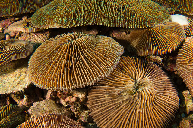 Cluster of Fungids - Mushroom corals, Okinawa