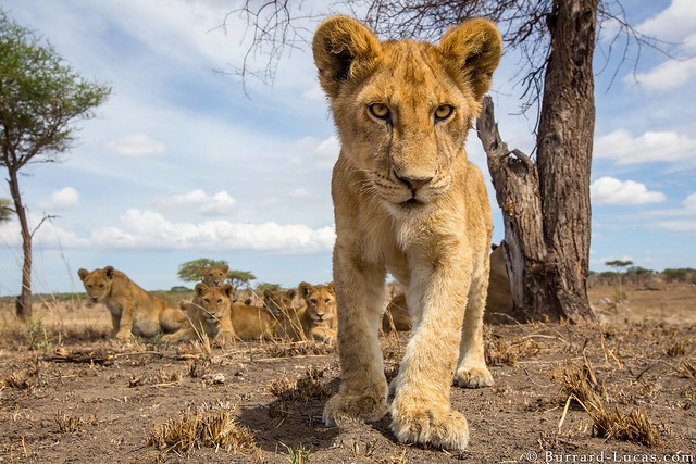 Inquisitive Lion Cub