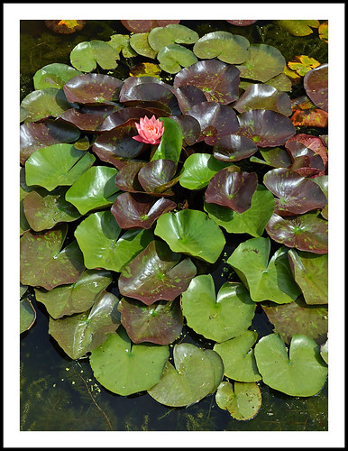 canada ontario portstanley waterlily lilypads moorewatergardens