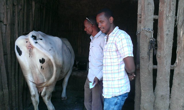 Amanuel Kamile with his lovely cow - East Showa_Bora_Alem Tena (Photo Credit: ILRI\Dereje Legesse)