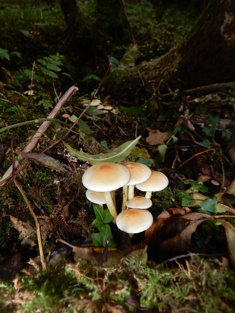 Fungi Witley to Haslemere
