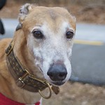 Greyhound Adventures at Spy Pond, Arlington MA, Jan 18th 2015