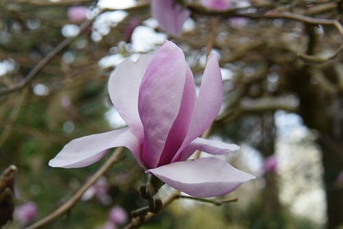 Magnolia Iolanthe