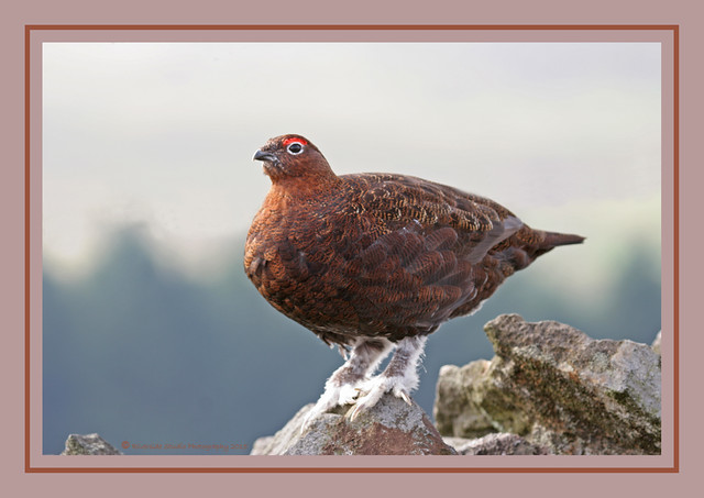 Red Grouse On A Yorkshire Drystone Wall