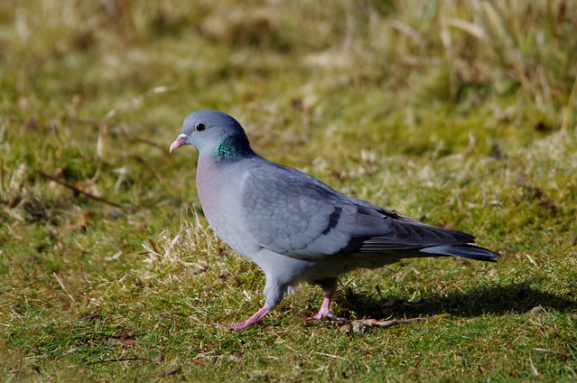IMGP6215 Stock Dove,  The Lodge, Sandy, March 2015