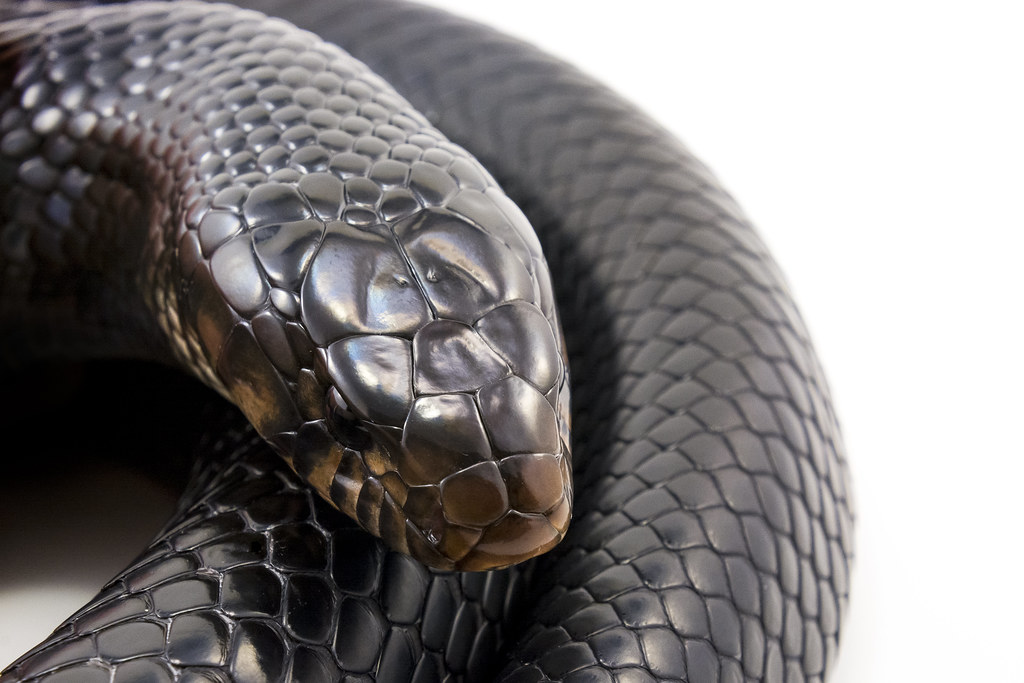 Typhen Snake Typhon | Eastern indigo snake. | Julian Rossi | Flickr
