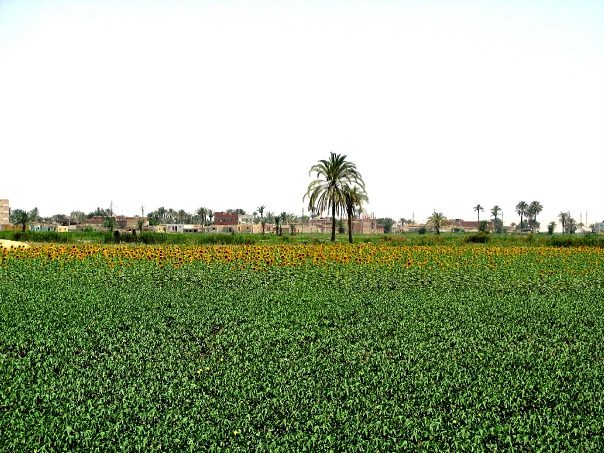 Crops near the Fayoum, Egypt