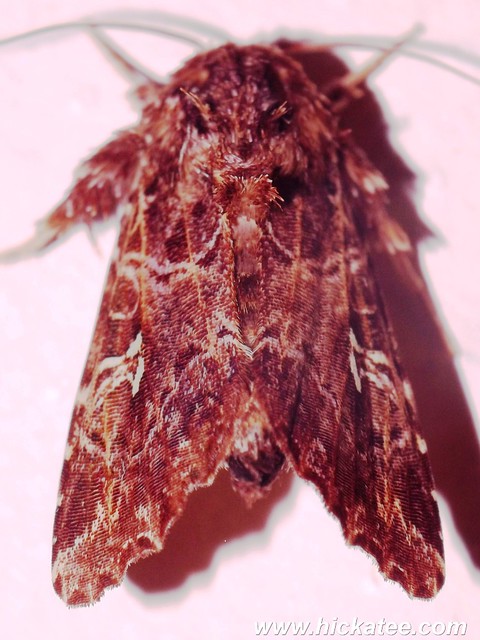 Prominent Moth - Family Notodontidae - HC 2014-240