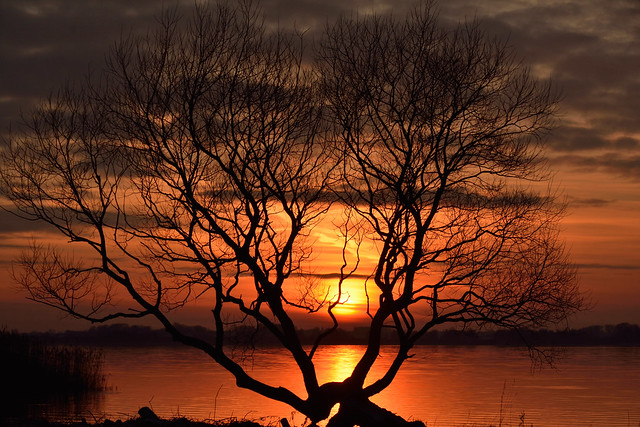 The cold tree and the hot sun went their seperate ways, Nejede, Denmark