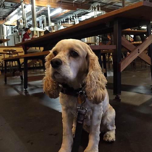 Introducing Daisy to #SanDiego beer scene at @SocieteBrewing #dogstagram