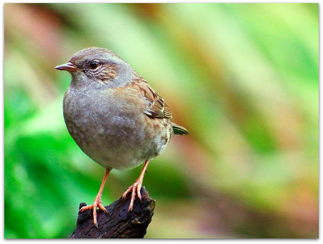 Dunnock - Here comes the sun!