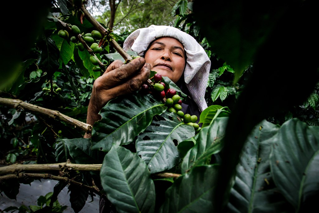 Picking coffee beans for supporting her family