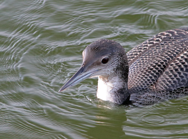 Common Loon or Great northern loon (Gavia immer)