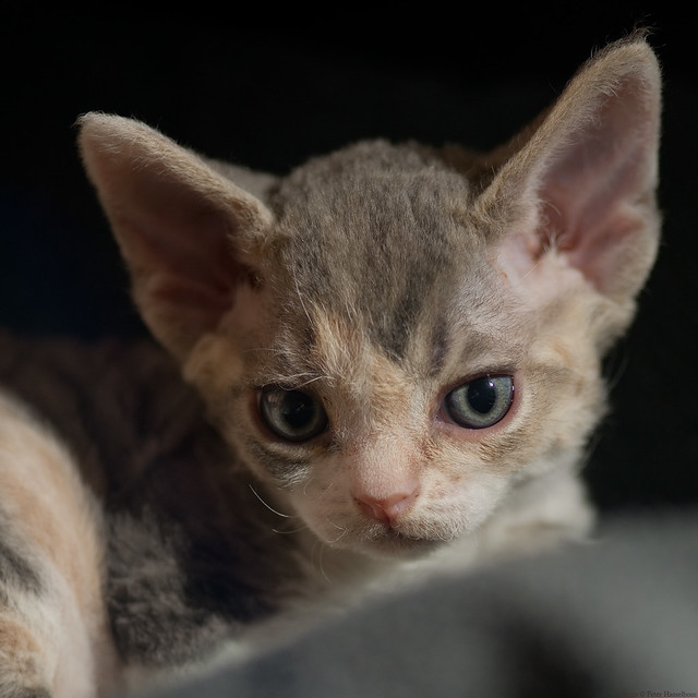 Tabby Calico Kitten
