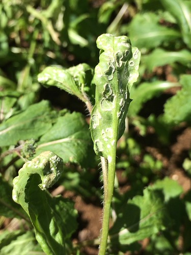 White rust of crucifers | Pathogen: Albugo candida Read: www… | Flickr