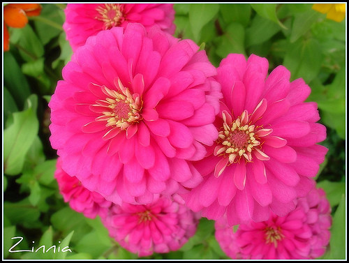 Happy..Sweet..Pink...Flowers for You