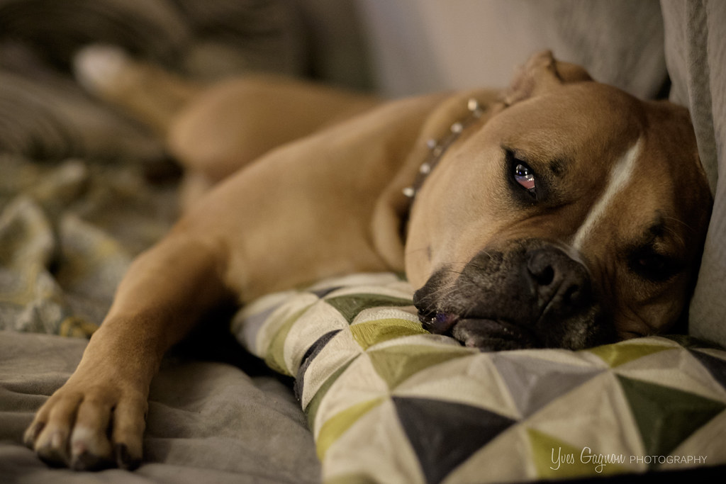 Canine Boudoir Session | Who's a sexy dog? I am! Taken with … | Flickr
