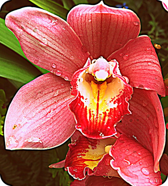 Wet Orchid
