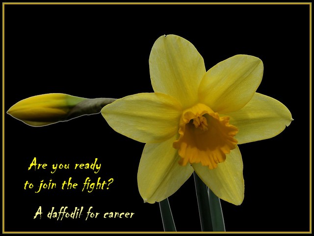 A daffodil for cancer