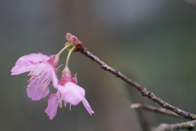 櫻花 Cherry blossom