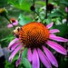 Honey Bee :honeybee: #shotoniphone #apple #shotoniphone6splus #honeybees #bees #bestoftheday #igers #igersconnecticut #ct #iphone6splus #snapseed #igdaily #photography #natureshots