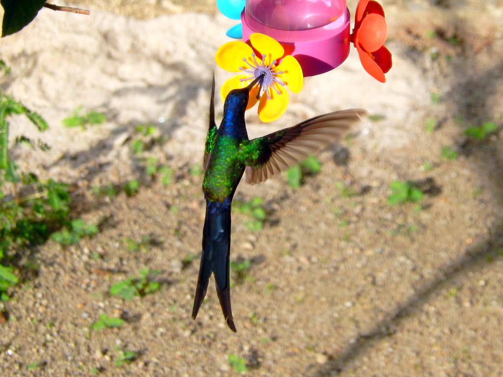 Hummingbird | Eternal longing for a childhood hummingbird th… | Flickr