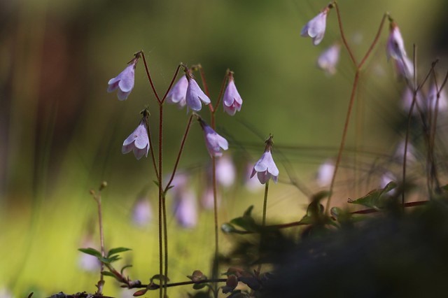 Twinflower - Linnaea borealis