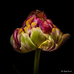 Multicolored tulip