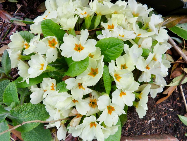 Bunch white primroses