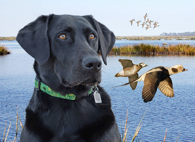 BLACK LAB WITH A PAIR OF OLD SQUAW DUCKS