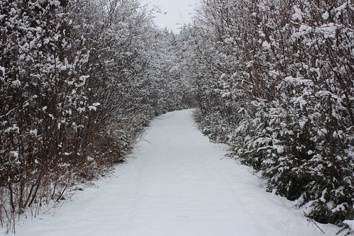 northgranville granville pei canada snow snowy path trees