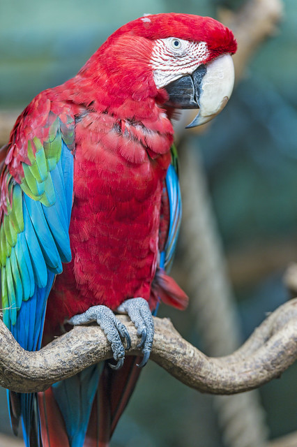 Perched parrot