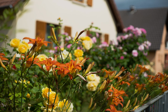 Alsace fleurie, dans un village près de Strasbourg. Hémérocalle