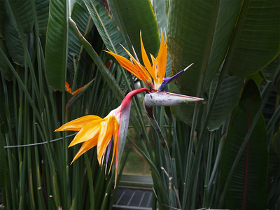 花畑園芸公園・・・花卉温室④