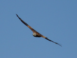 Acquiring Target | Red kite circling overhead | mdavidford | Flickr