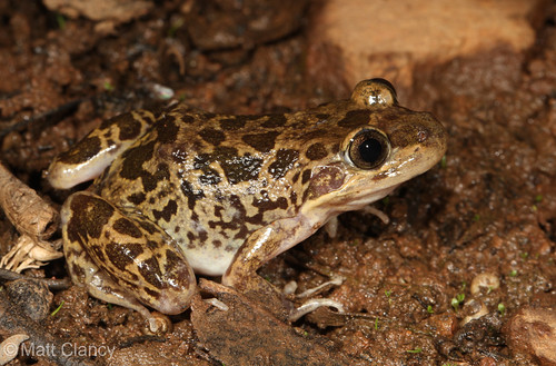 Flat-headed Frog (Limnodynastes depressus) | by Matt Clancy Wildlife Photography